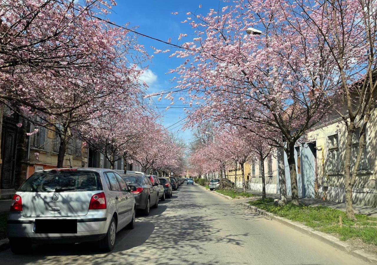 Dulcineea Downtown Garden Studio Timisoara Ngoại thất bức ảnh